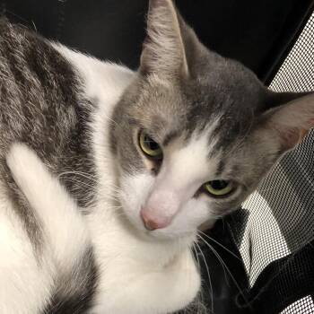 Max -  Domestic Short Hair Cat for Adoption in Oak Park, Illinois - Max | PetCurious
