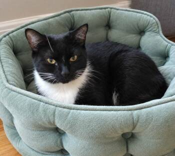Inchworm -  Domestic Short Hair Cat for Adoption in Gorham, Maine - Inchworm | PetCurious
