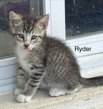 Ryder -  Domestic Short Hair Cat for Adoption in Oviedo, Florida - Ryder | PetCurious