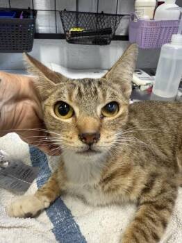 Domestic Short Hair Cats Available for Adoption in Mobile, Alabama - Adrian | PetCurious