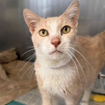 Bach -  Domestic Medium Hair Cat for Adoption in Hawthorne, California - Bach | PetCurious
