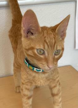 Xavier -  Domestic Short Hair Cat for Adoption in Eureka, California - Xavier | PetCurious