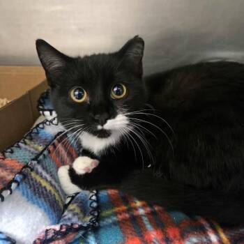 Rescue Domestic Short Hair Cats for Adoption in Newport, Tennessee - Sissy | PetCurious