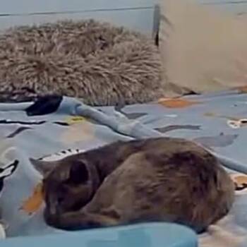 Domestic Short Hair Cats Available for Adoption - Cute C | PetCurious