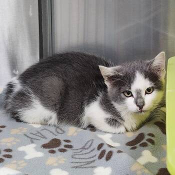 Danger -  Domestic Short Hair Cat for Adoption in Dixon, Illinois - Danger | PetCurious