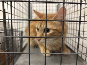 Domestic Medium Hair and Domestic Short Hair Cats Available for Adoption - A470822 | PetCurious
