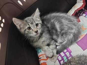 Nube -  Tabby Cat for Adoption in Hamilton, Ontario - Nube | PetCurious