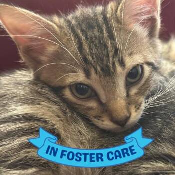CLEO -  Domestic Short Hair Cat for Adoption in Tallahassee, Florida - CLEO | PetCurious