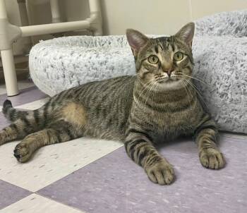 Rescue Domestic Short Hair and Tabby Cats for Adoption in Raleigh, North Carolina - Ramses | PetCurious
