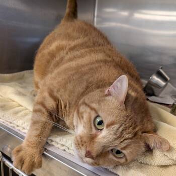 Rescue Domestic Short Hair Cats for Adoption in Fairfax Station, Virginia - Schnitzel | PetCurious