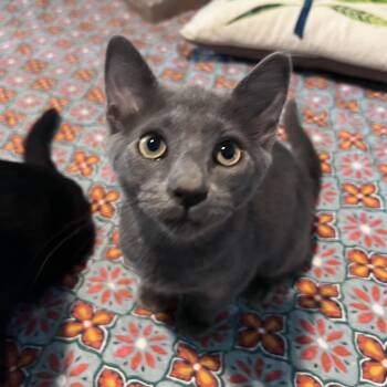 Vern 56088 -  Domestic Short Hair Cat for Adoption in Eaton Rapids, Michigan - Vern 56088 | PetCurious