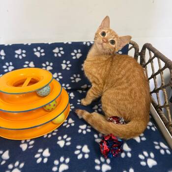 Domestic Short Hair Cats Available for Adoption - Delia | PetCurious