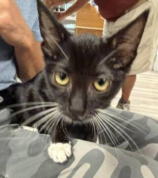 2026-74 Wolverine -  Domestic Short Hair Cat for Adoption in Windsor, Connecticut - 2026-74 Wolverine | PetCurious