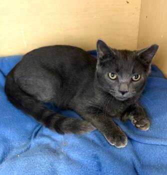 Rescue Domestic Short Hair Cats for Adoption in Medina, Ohio - Ruben | PetCurious