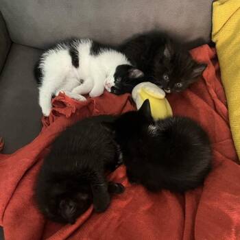 Akyra -  Domestic Medium Hair Cat for Adoption in Westminster, California - Akyra | PetCurious