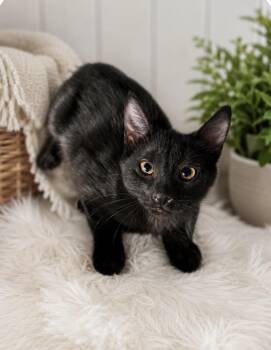 Scoot -  Domestic Short Hair Cat for Adoption in Ephrata, Washington - Scoot | PetCurious