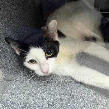 Lady -  Domestic Short Hair Cat for Adoption in Newark, New Jersey - Lady | PetCurious