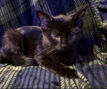 Betty -  Domestic Short Hair Cat for Adoption in Maineville, Ohio - Betty | PetCurious
