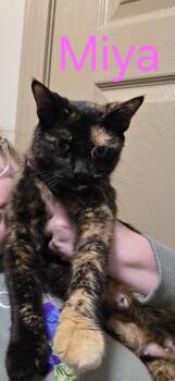 Rescue Domestic Short Hair Cats for Adoption in Evansville, Indiana - Miya | PetCurious