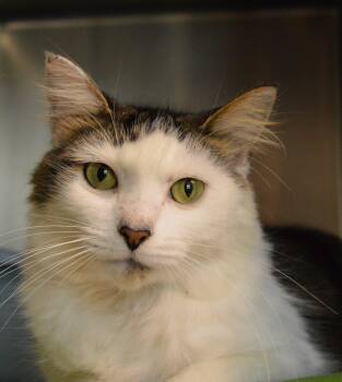 Azalea -  Domestic Long Hair Cat for Adoption - Azalea | PetCurious