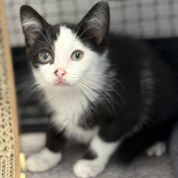 Eclipse -  Domestic Short Hair Cat for Adoption in Ridgely, Maryland - Eclipse | PetCurious