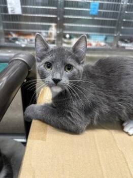 Rowan -  Domestic Short Hair Cat for Adoption in Fort Worth, Texas - Rowan | PetCurious