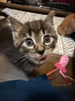 Hershey -  American Shorthair Cat for Adoption in Port Washington, Wisconsin - Hershey | PetCurious