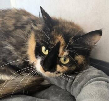 Buttercup -  Domestic Long Hair Cat for Adoption in Salem, New Hampshire - Buttercup | PetCurious