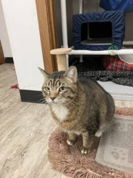 Rescue Domestic Short Hair Cats for Adoption in Fergus Falls, Minnesota - William | PetCurious