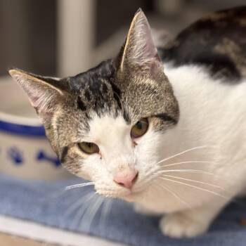 Domestic Short Hair and Tiger Cats Available for Adoption - Dragonite | PetCurious