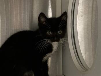 CLARISSA -  Domestic Short Hair Cat for Adoption in Tustin, California - CLARISSA | PetCurious