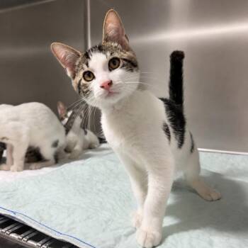 Solitare -  Domestic Short Hair Cat for Adoption in Wappingers Falls, New York - Solitare | PetCurious