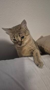 Rescue Domestic Short Hair Cats for Adoption in Plano, Texas - Smokey | PetCurious