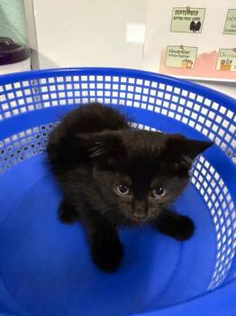 Black Widow -  Domestic Short Hair Cat for Adoption in Rockport, Texas - Black Widow | PetCurious