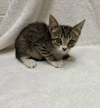 Wren -  Domestic Short Hair Cat for Adoption in Covington, Louisiana - Wren | PetCurious