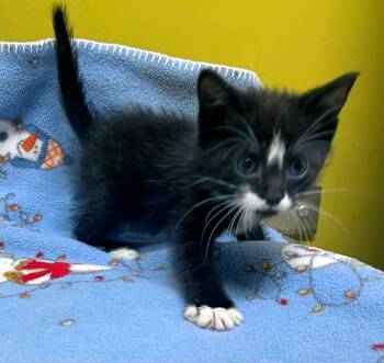 Rescue Domestic Short Hair Cats for Adoption in Columbia, Kentucky - Tiny | PetCurious