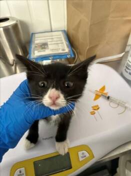 Domestic Short Hair Cats Available for Adoption in Woodland, California - *DOTTY | PetCurious