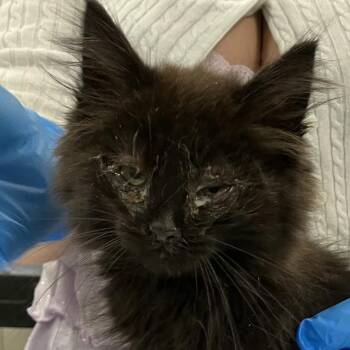 107570 -  Domestic Medium Hair Cat for Adoption in Las Cruces, New Mexico - 107570 | PetCurious