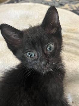 Kiwi Nagle -  Domestic Short Hair Cat for Adoption in Trenton, New Jersey - Kiwi Nagle | PetCurious
