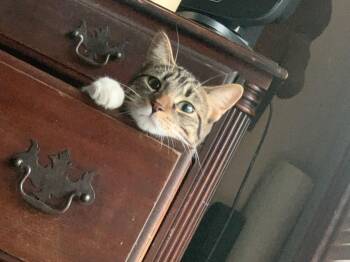 Domestic Short Hair Cats Available for Adoption - Butters | PetCurious