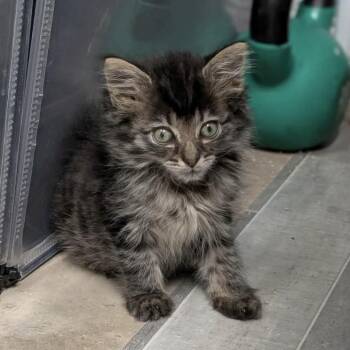 Shook -  Domestic Medium Hair Cat for Adoption in Griswold, Connecticut - Shook | PetCurious