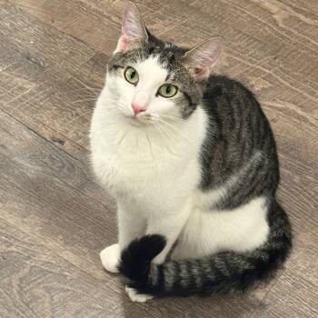 Rescue Domestic Short Hair Cats for Adoption in Brea, California - Porsche | PetCurious