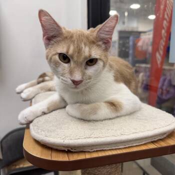 Simba (S.L) -  American Shorthair Cat for Adoption in Overland Park, Kansas - Simba (S.L) | PetCurious