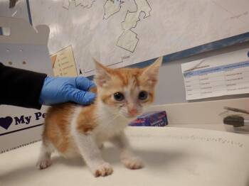 BOSWORTH -  Domestic Short Hair Cat for Adoption in San Jose, California - BOSWORTH | PetCurious