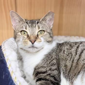 American Shorthair Cats Available for Adoption in Philadelphia, Pennsylvania - Ara McMeow | PetCurious