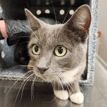 Dutch -  Domestic Short Hair Cat for Adoption in Reno, Nevada - Dutch | PetCurious