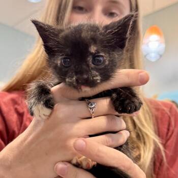 Squat -  American Shorthair Cat for Adoption in Freeport, Florida - Squat | PetCurious