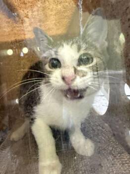 Forge -  Domestic Short Hair Cat for Adoption in Daytona Beach, Florida - Forge | PetCurious