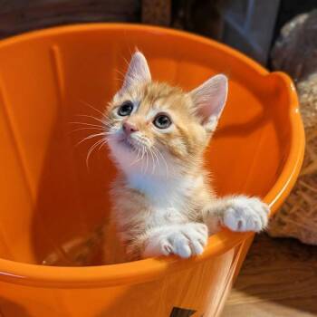 Gomez -  Domestic Short Hair Cat for Adoption in Sunnyvale, California - Gomez | PetCurious