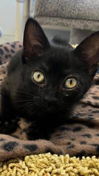 Meowjito -  Domestic Short Hair Cat for Adoption in Venice, Florida - Meowjito | PetCurious
